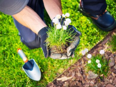 Gardener Replanting Small Flowers. Closeup Photo. Spring Replanting in a Garden.